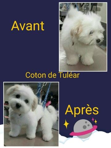 Photos De Toilettage O Chien Chic Photos De Toilettage O Chien Chic